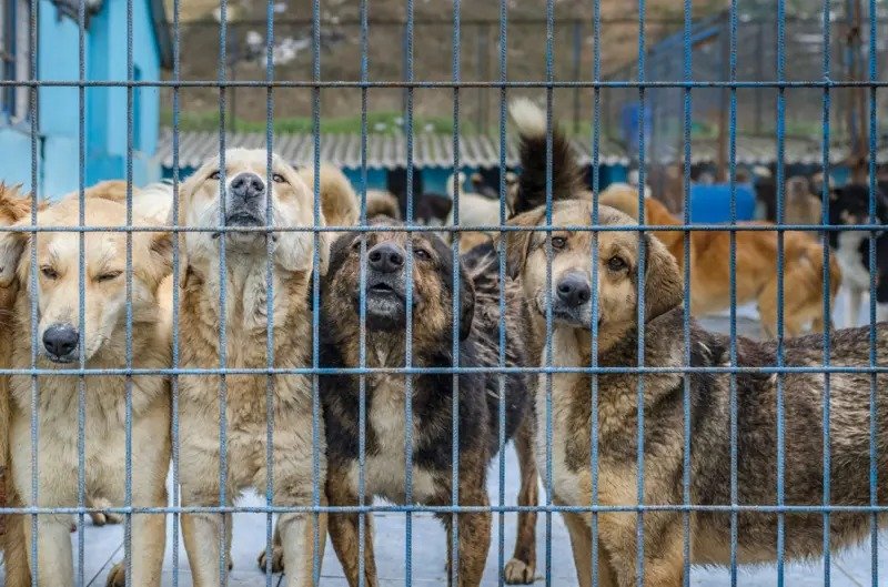 Sokak Hayvanları Sorununda Avrupa Örneği